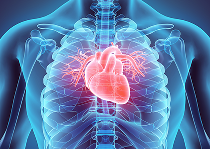 Inima este unul din cele mai importante organe ale corpului uman